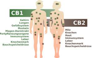 Das Endocannabinoid-System im menschlichen Körper mit den CB1 und CB2-Rezeptoren